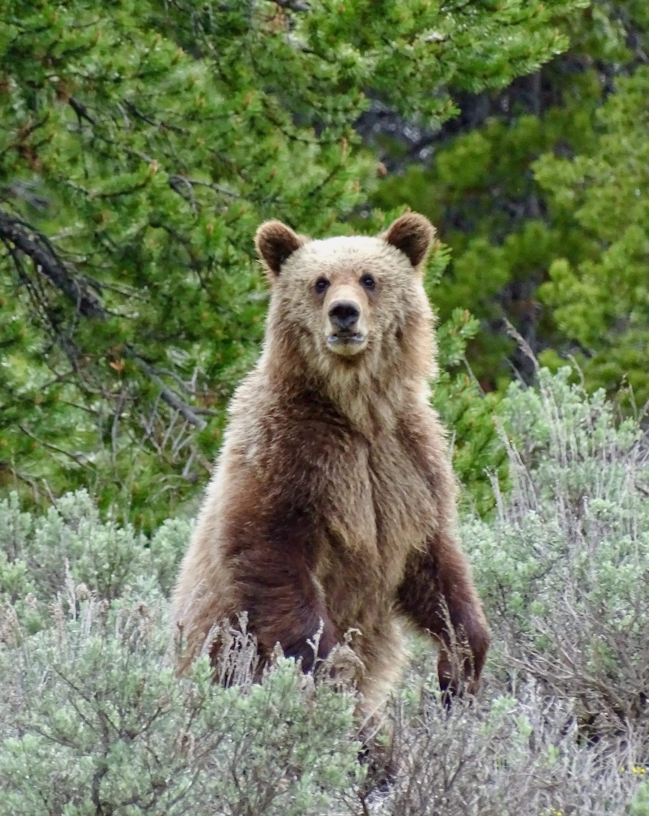 the grizzly bear - a member of the supporting cast — Rhona Weaver